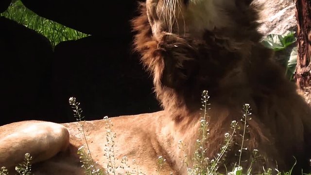 Lion