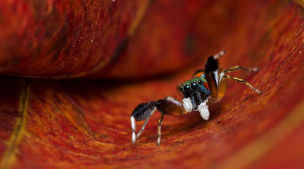 Beautiful Spider on dry leaf, Jumping Spider in Thailand, Siler semiglaucus