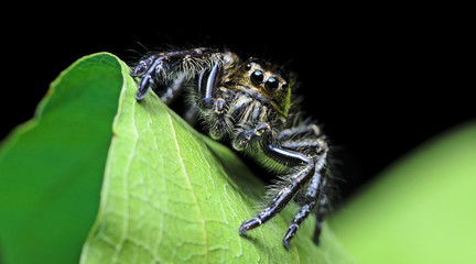 Beautiful Spider on green leaf, Jumping Spider in Thailand, Hyllus diardi