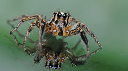 Beautiful Spider on glass, Jumping Spider in Thailand, Plexippus paykulli