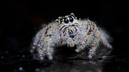 Beautiful Spider on glass, Jumping Spider in Thailand, Hyllus diardi