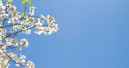 Fototapeta premium Dogwood tree against a blue sky.