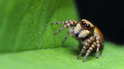 Beautiful Spider on green leaf, Jumping Spider in Thailand, Carrhotus sannio