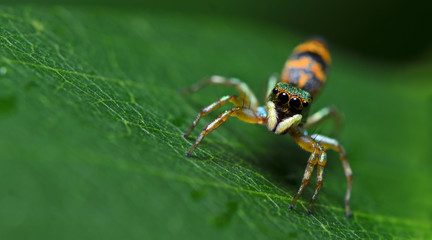 Beautiful Spider on green leaf, Jumping Spider in Thailand, Cosmophasis umbratica