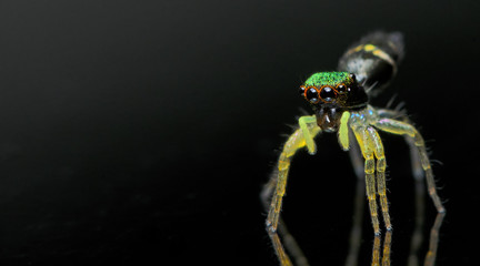 Beautiful Spider, Jumping Spider in Thailand, Cosmophasis umbratica