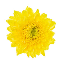 Yellow flower isolated on white background