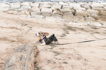 Small dog, beagle puppy playing on the Sanur beach of tropical island Bali, Indonesia.