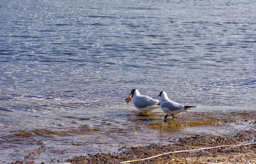 A small, graceful gull