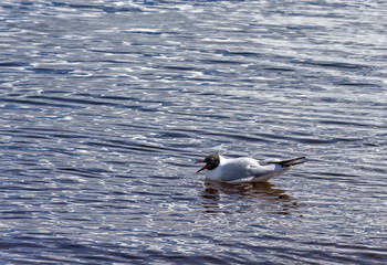 A small, graceful gull