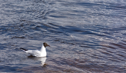 A small, graceful gull