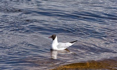 A small, graceful gull
