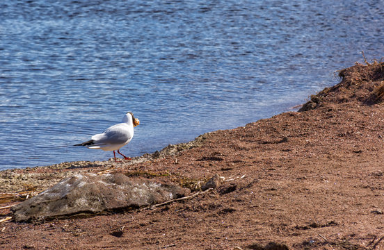 A small, graceful gull with rounded head and thin beak.