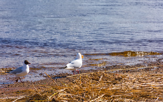 A small, graceful gull