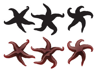 Obraz na płótnie Canvas Starfish