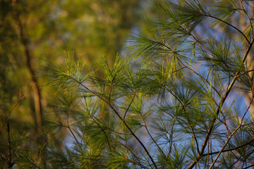 close up of pine needles