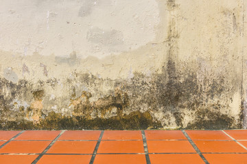 Mildewed walls