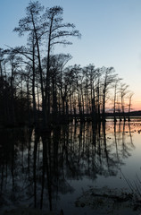 Cypress Trees in the Lake at  Sunset