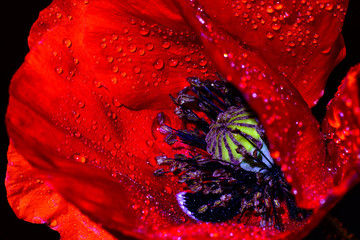 red Poppy (Papaver rhoeas) close-up against a black background