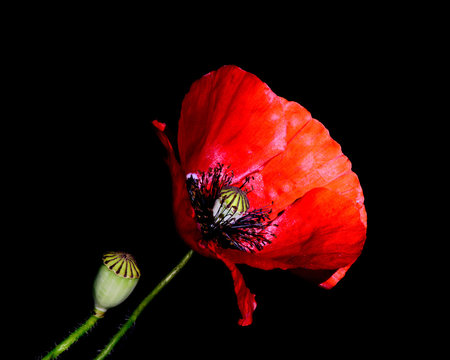 Fototapeta Red Poppy (Papaver rhoeas) close-up against a black background