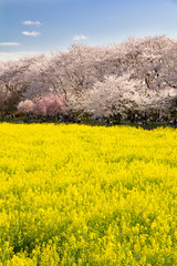 Obraz premium 2017年4月7日埼玉県幸手市権現堂公園