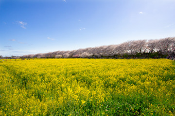 Obraz premium 2017年4月7日埼玉県幸手市権現堂公園