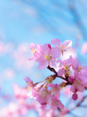 Kawazu Cherry blossoms,in Tachikawa,Tokyo,Japan