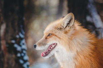 Fototapeta premium Fox