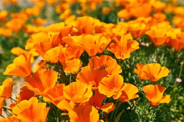 Fields of California Poppy during peak blooming time, Antelope Valley California Poppy Reserve