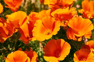 Fields of California Poppy during peak blooming time, Antelope Valley California Poppy Reserve