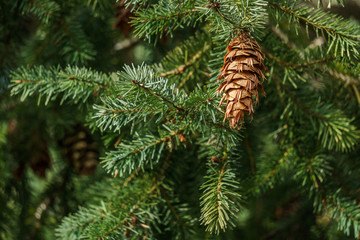 brown fir cone on a green branch in spring