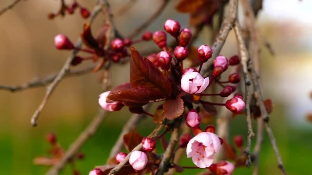 Flowering plum tree with purple leaves