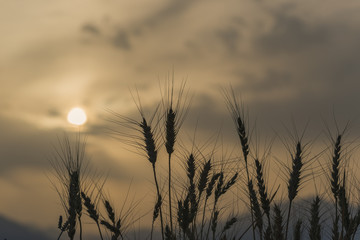 Fototapeta premium Silhouettes of wheat ears at dust storm. Selective focus on plants. Blurred background of dust clouds and mountains. Creative image of nature. Concept of harvest