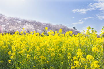 2017年4月7日　埼玉県幸手市権現堂堤