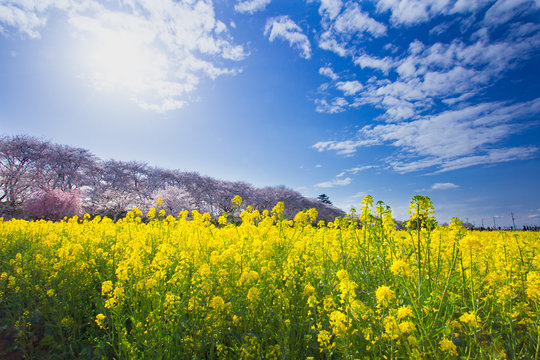 2017年4月7日　埼玉県幸手市権現堂堤