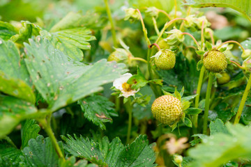 Unripe strawberries close-up