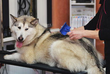 Mowing a dog malamute in a grooming salon