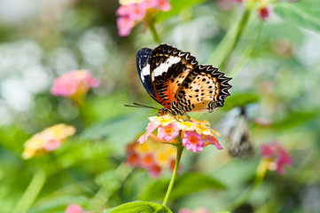 A beautiful buttefly on the flower