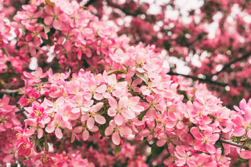 Crabapple tree in bloom with pink flowers