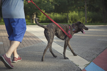 Guy walking a dog with a leash