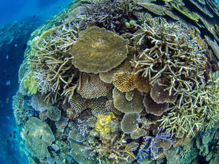 Fototapeta na wymiar サンゴ礁