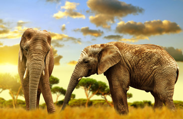 Fototapeta na wymiar Elephants on the savannah at sunset.