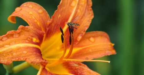Schwebfliege auf Nahrungssuche an einer Lilienblüte