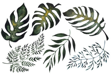 Isolated illustration of fern leaves