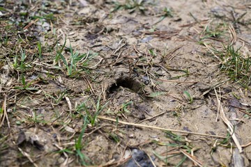 Deer footprint in the mud. Slovakia