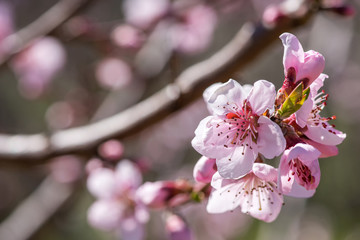 Blooming branches of peach in the spring - selective focus, copy space