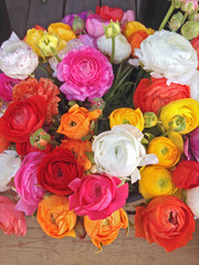 Springtime Peonies