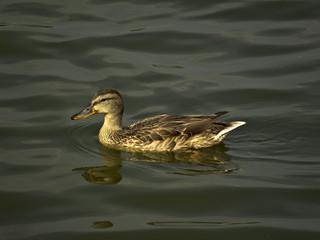 duck