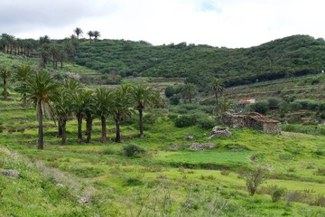 Naklejka premium palms of La Gomera