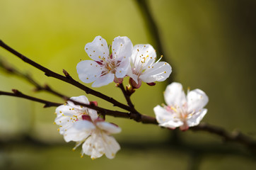 Красивые белые цветки распускаются на дереве весной. Солнечный свет освещает белые весенние цветки, которые распускаются на дереве, на фоне голубого неба.