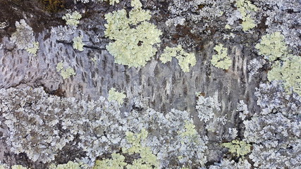 Lichen growing on the tree